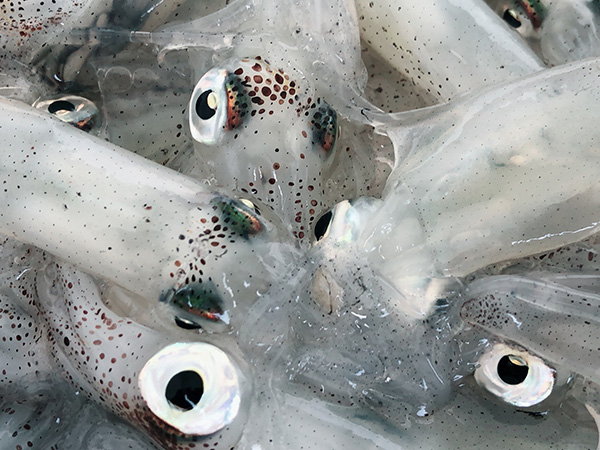 鮮魚卸し