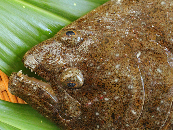 鮮魚卸し