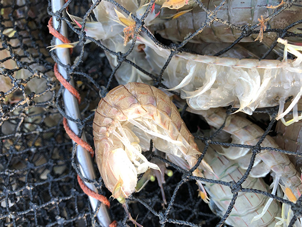 鮮魚卸し